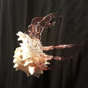 Stockam crystal pink glass murex ramsous shell hermit crab.